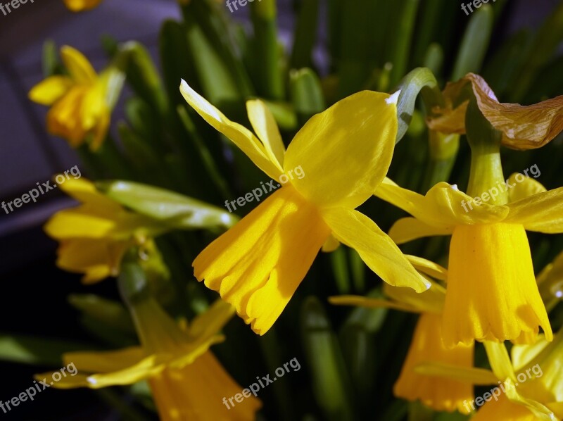 Osterglocken Early Bloomer Yellow Flower Yellow Flower