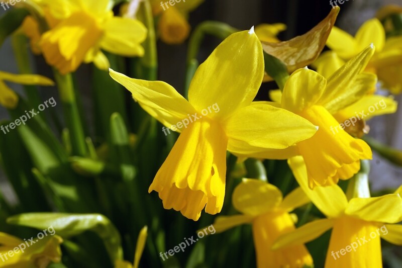 Osterglocken Early Bloomer Yellow Flower Yellow Flower