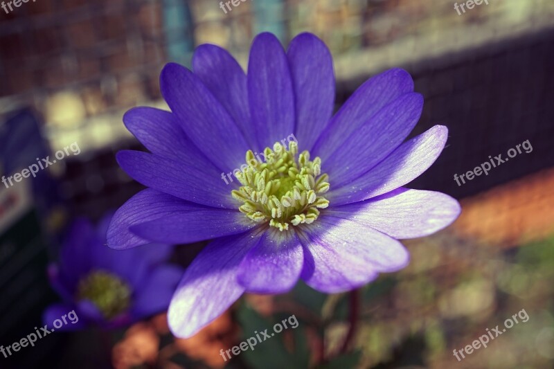 Frühlingsanemone Anemone Blanda Frühlingsblüher Macro Close Up