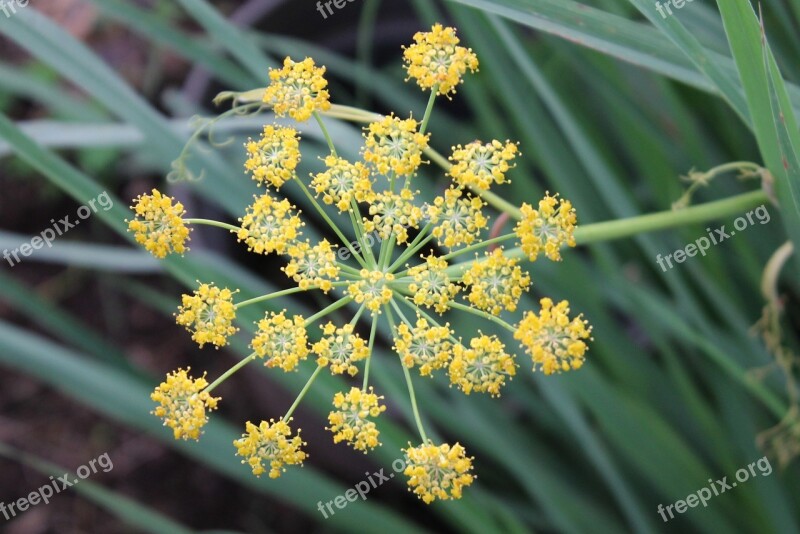 Fennel Flower Herb Plant Free Photos