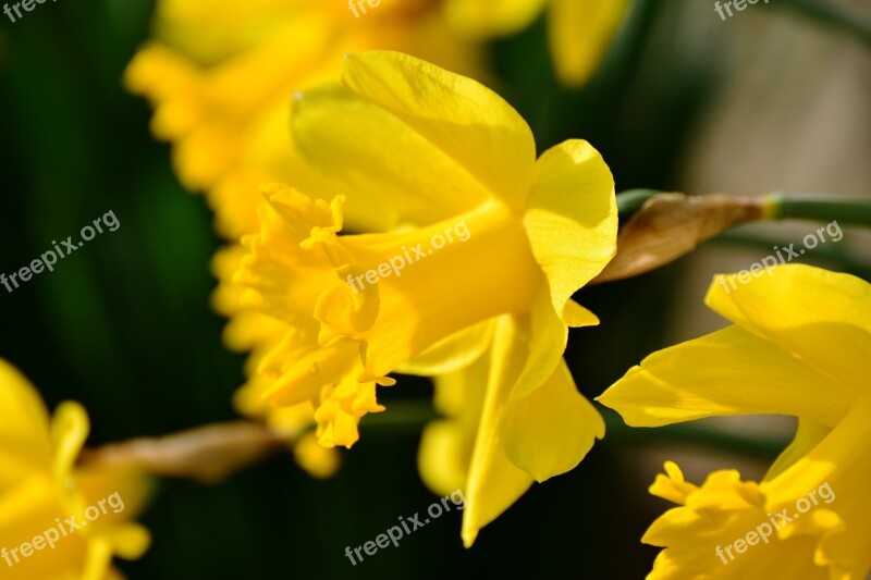 Daffodils Osterglocken Yellow Narcissus Pseudonarcissus Easter