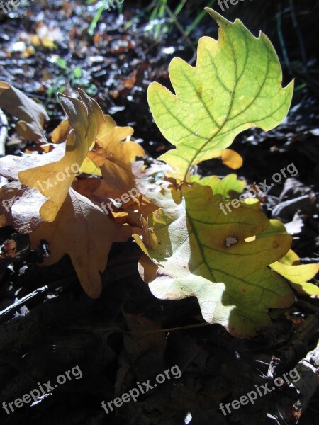 Autumn Foliage Oak Autumn Gold Tree