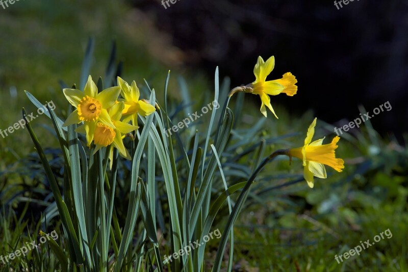 Daffodils Flowers Yellow Garden Spring