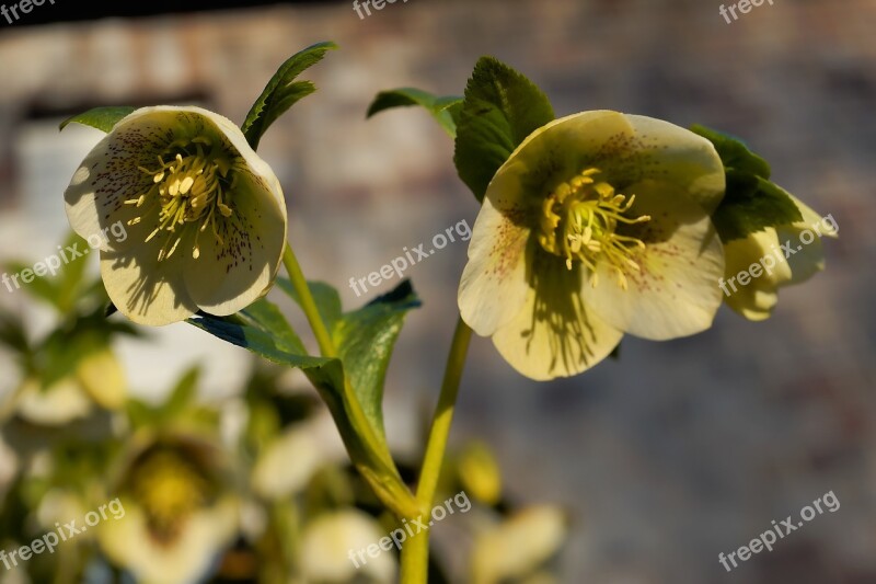 Flower Blossom Bloom Peony Plant