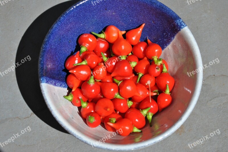 Peppers Plants Nature Red Spicy