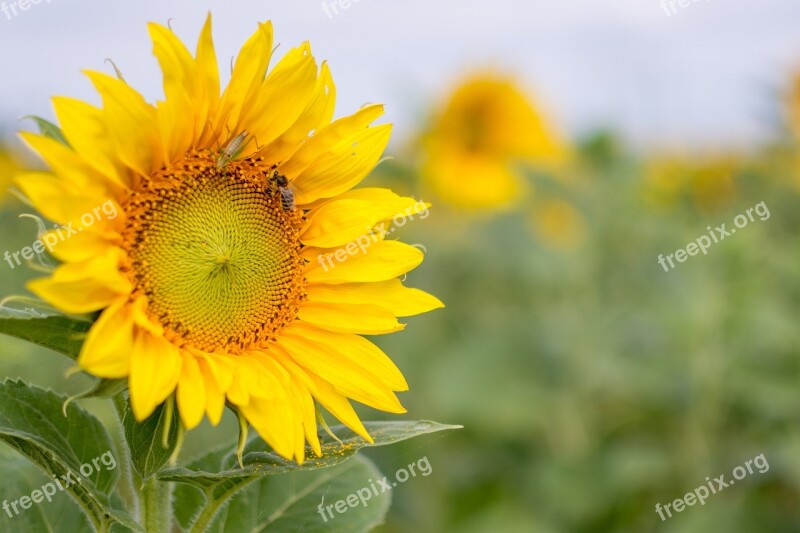 Flower Of Sunflower Nature Flower Free Photos