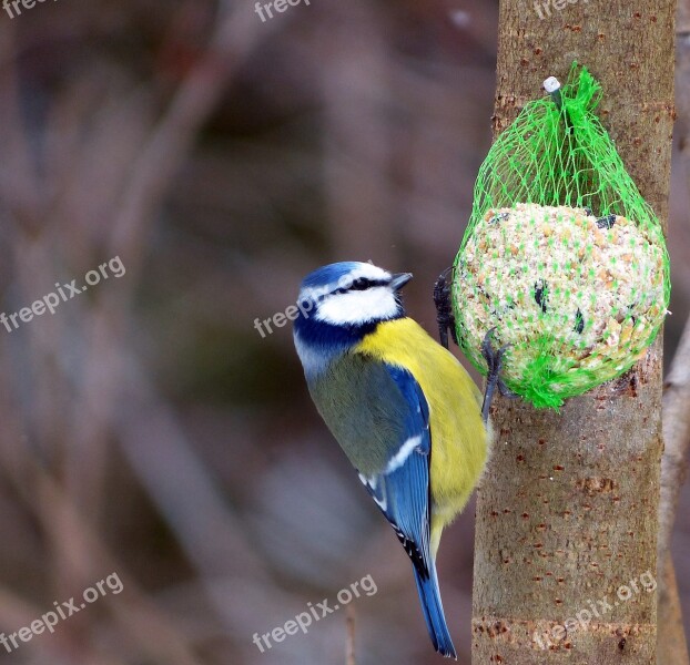 Birds Blue Tit Back Free Photos