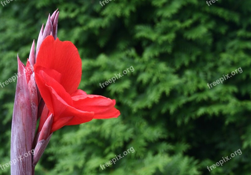 Canna Flower Nature Plant Beautiful