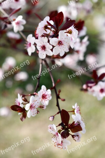 Wild Cherry Blossom White Blossom Bloom Tree