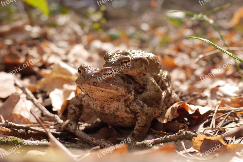 Toads Pairing Pair Amphibians Forest Floor