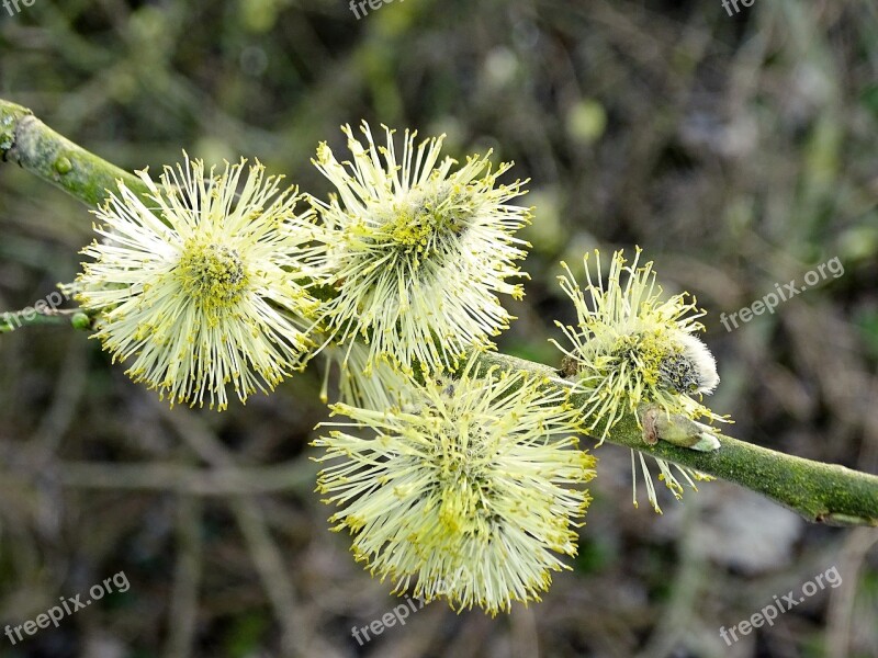 Willow Catkin Blossomed Inflorescence Plant Spring