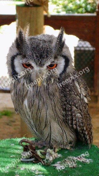 Owl Birds Zoo Benidorm Bird Of Prey