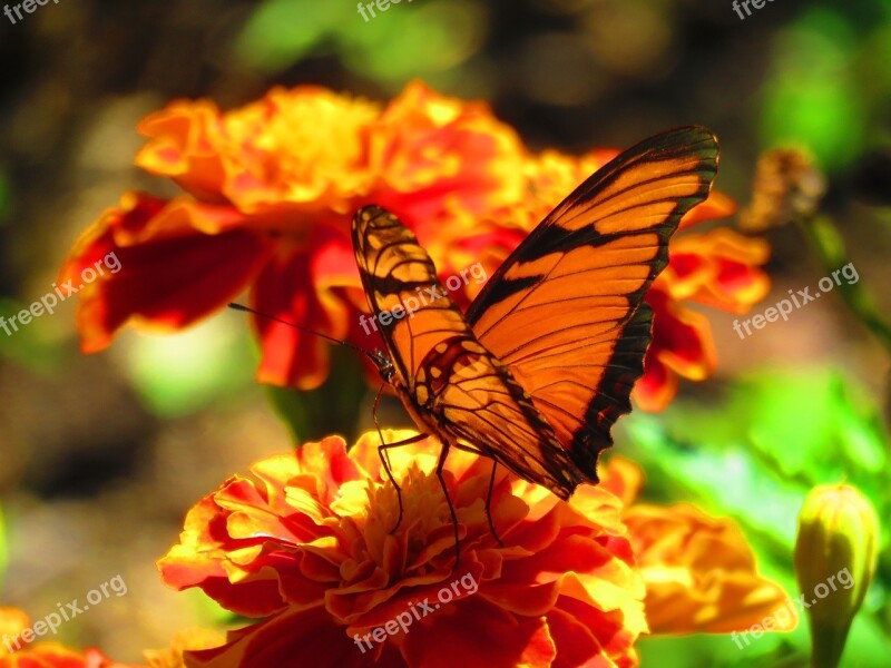 Butterfly Nature Monarch Garden Free Photos