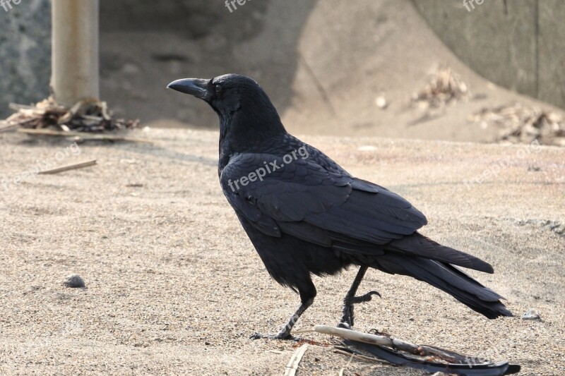 Animal Beach Crow Wild Animal Natural