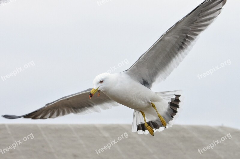 Animal Sky Sea Gull Seagull Seabird