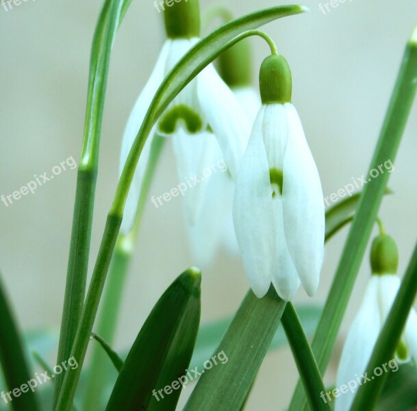 Snowdrop Spring Flowers Spring End Of Winter Flowers