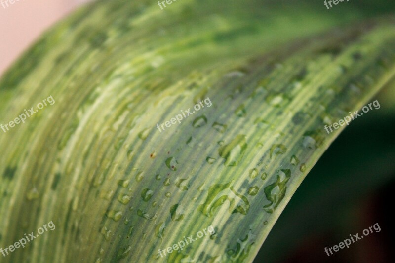 Plant Green Flowerpot Flower Garden