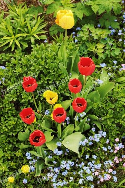 Tulips Garden Spring Flowers Red Tulips