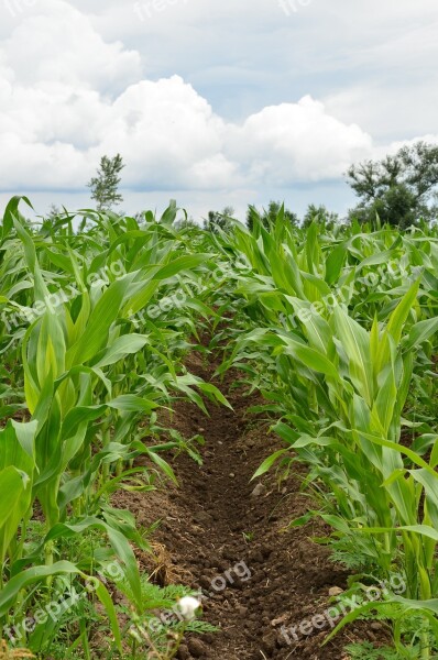 Corn Field Agriculture Nature Plant