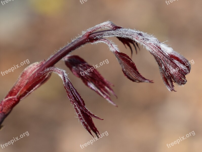 Japanese Maple Leaves Japanese Maple Leaves New Leaves Tree