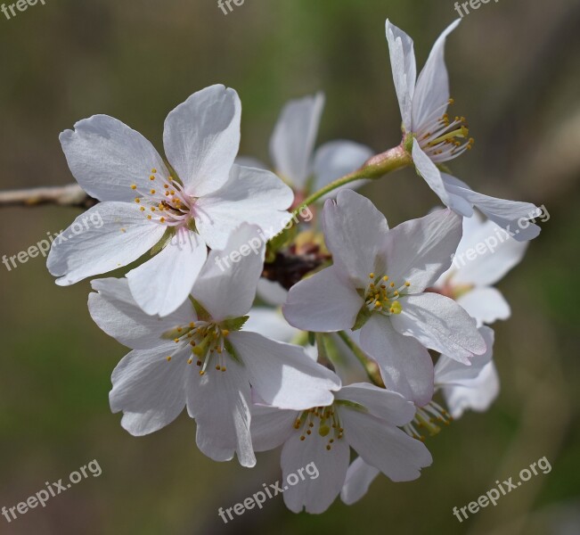 Cherry Blossom Cluster Wild Cherry Cherry Tree Blossom