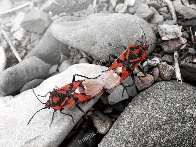 Eurydema Ornata Red Bug Copulation Mating Reproduction