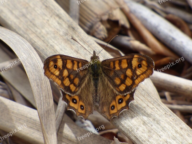 Pararge Aegeria Orange Butterfly Bruna Del Bosc Maculada Butterfly Walls