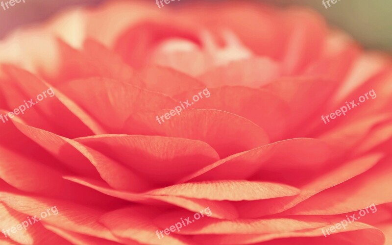 Flower Opening Spring Red Blossom