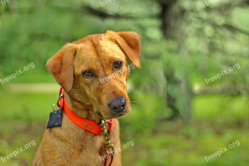 Dog Labrador Retriever Puppy Cute