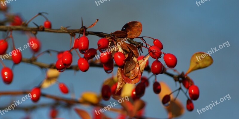 Barberry Berries Autumn Sky Blue Red