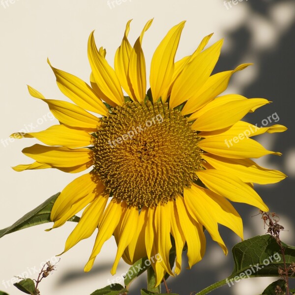 Sunflower Yellow Late Summer Flower Blossom