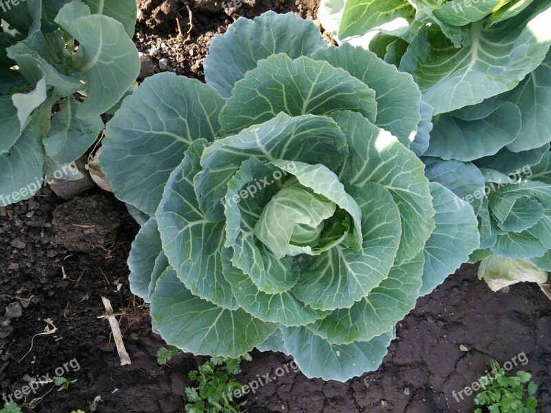 Cabbage Vegetables Garden Free Photos