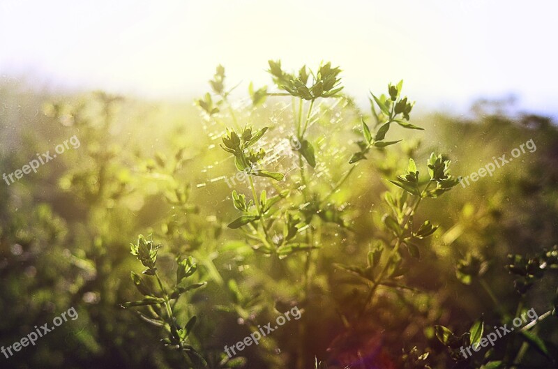 Grass Field Spider Web Summer Nature