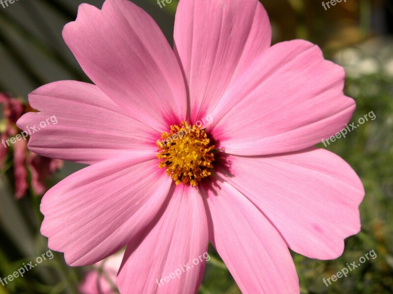 Cosmos Flower Flower Pink Nature Spring