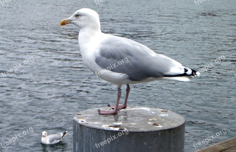 Seagull Baltic Sea Bird Water Water Bird