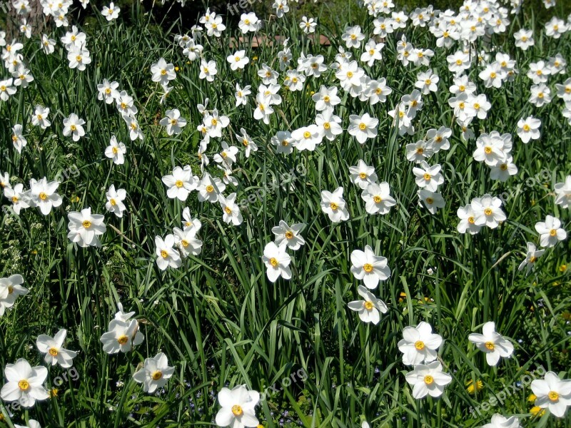 Daffodils Spring Daffodil Field Free Photos