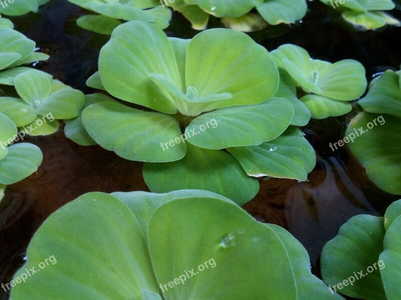 Water Plants Weed Water Green Early Widescreen Widescreen