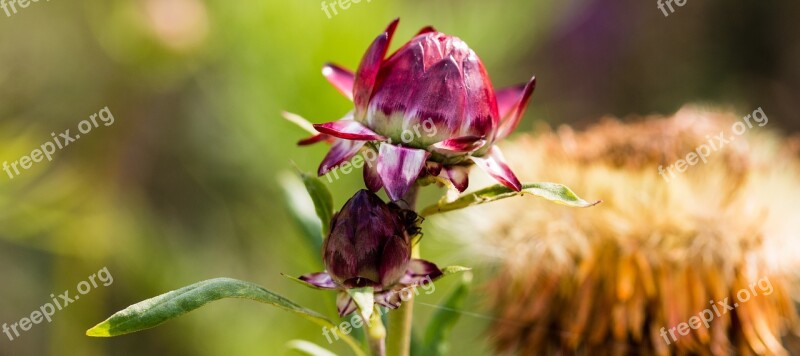 Garden Flower Nature The Puck Spring