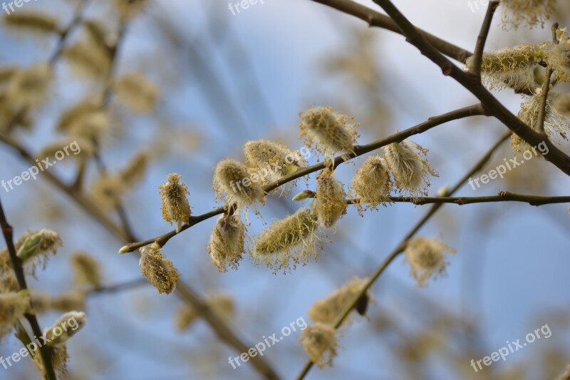 Kitten Spring Pasture Willow Catkin Bud