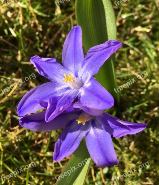 Vårstjärna Flower Blue Blue Petals Scilla