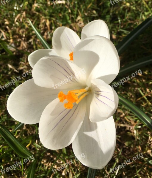 Crocus Flower Bulbous Plants Spring Flower Sunshine