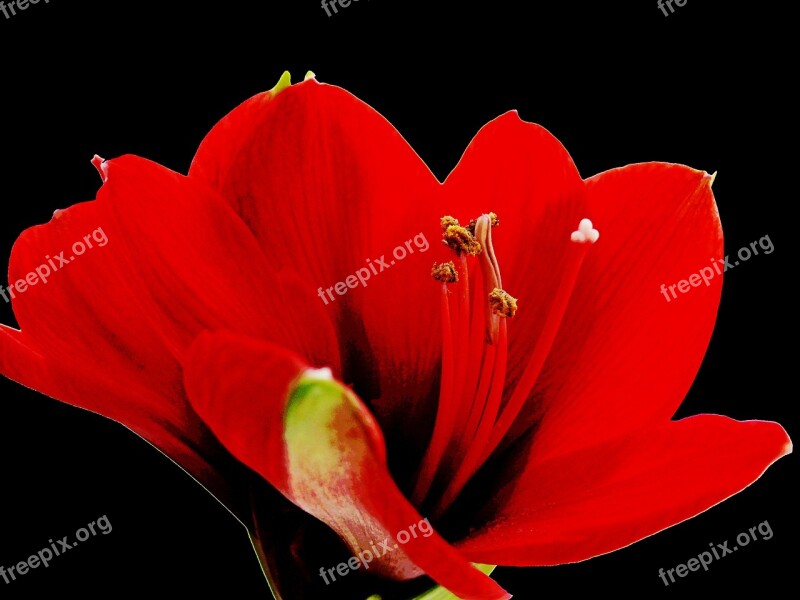 Amaryllis Blossom Bloom Red Flower