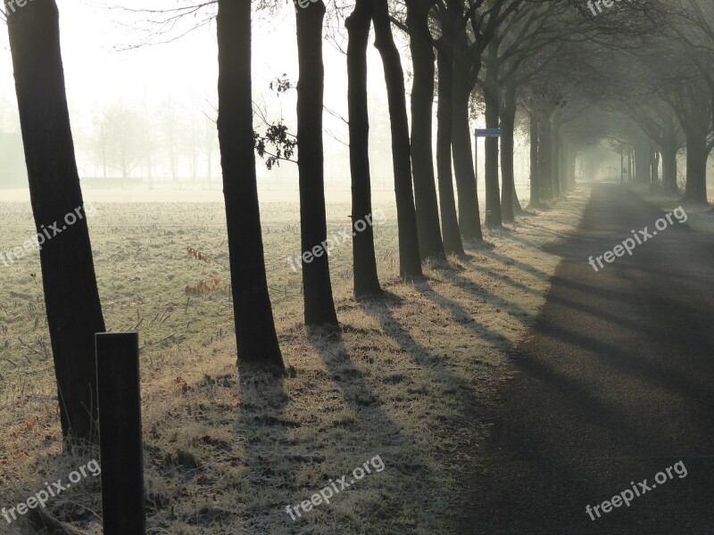 Row Of Trees Repetition Sunrise Cold Winter