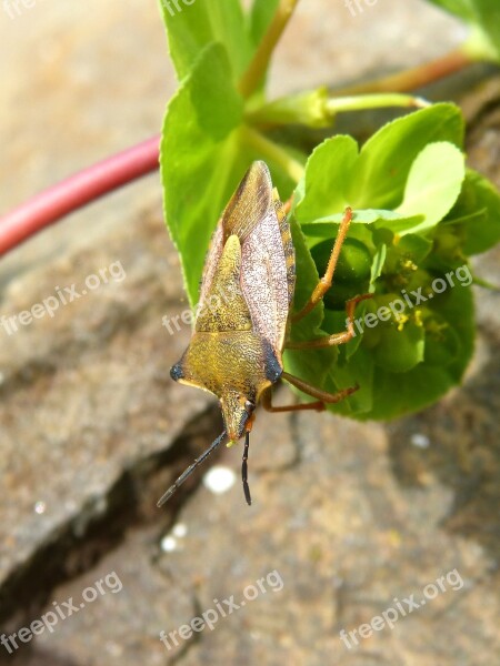 I Pentatomid Dolycoris Baccarum Beetle Insect Flower