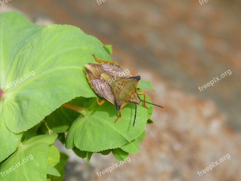 I Pentatomid Dolycoris Baccarum Beetle Insect Flower