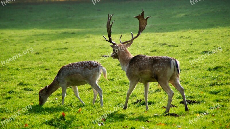 Deer Ree Nature Mammal Fauna