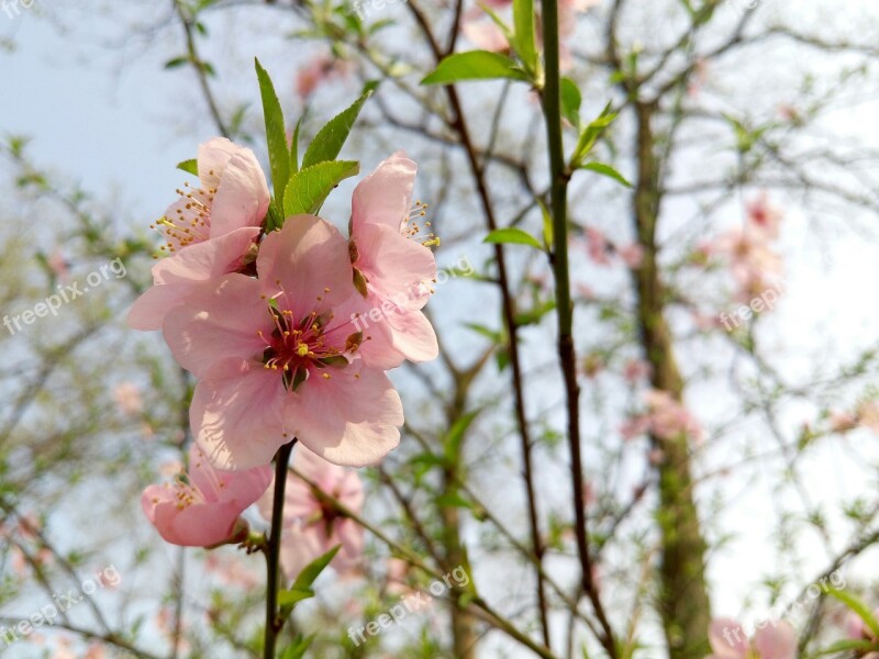 Peach Blossom Campus Plant Free Photos