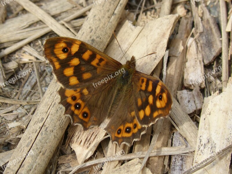 Butterfly Maculada Butterfly Walls Pararge Aegeria Bruna Bosc