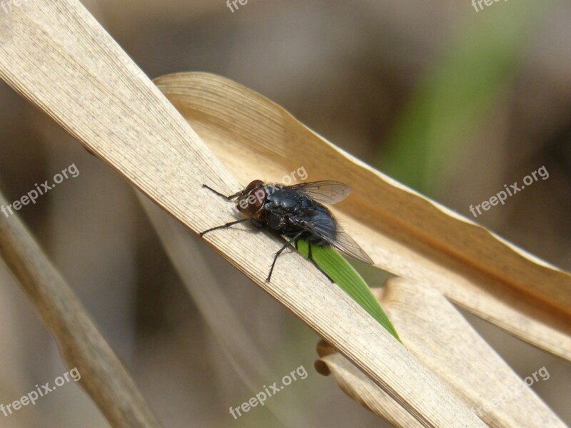 Fly Leaf American Cane Botfly Detail