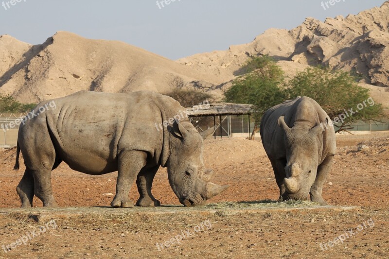 Rhinoceros Wildlife Rhino Free Photos